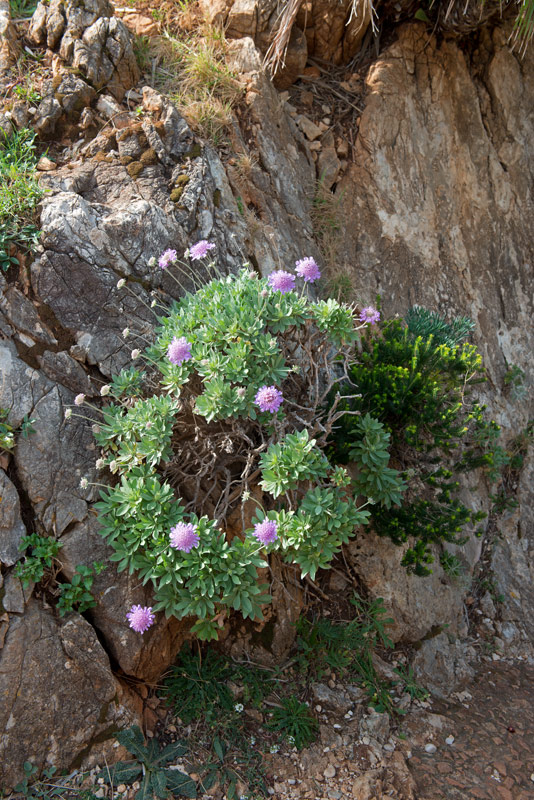 Lomelosia-cretica-habitat2.jpg