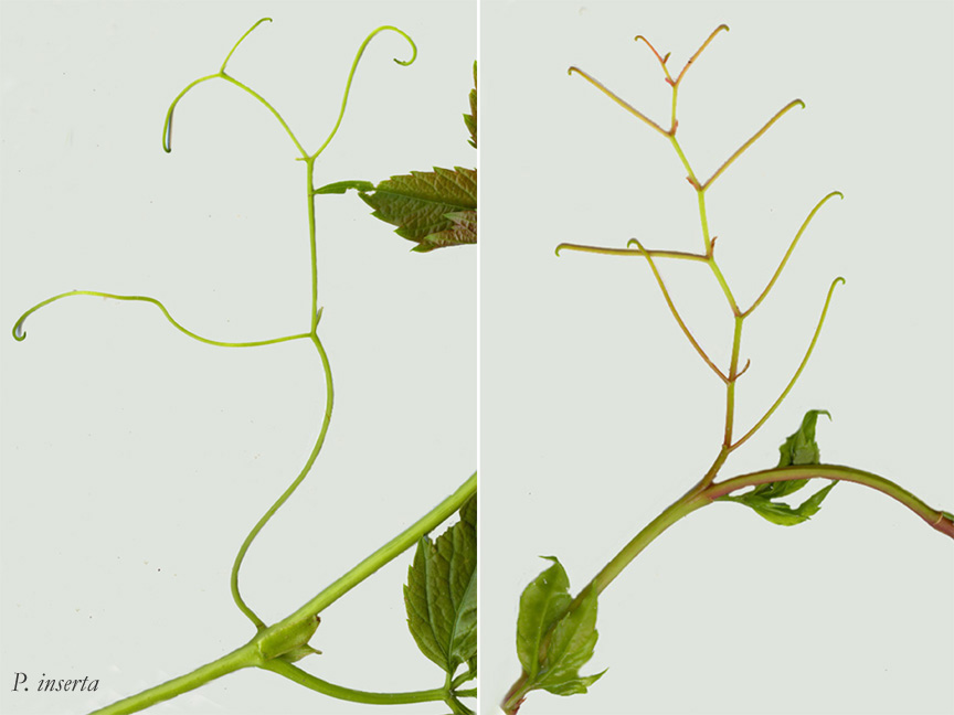 Parthenocissus_quinquefolia_viticci.jpg