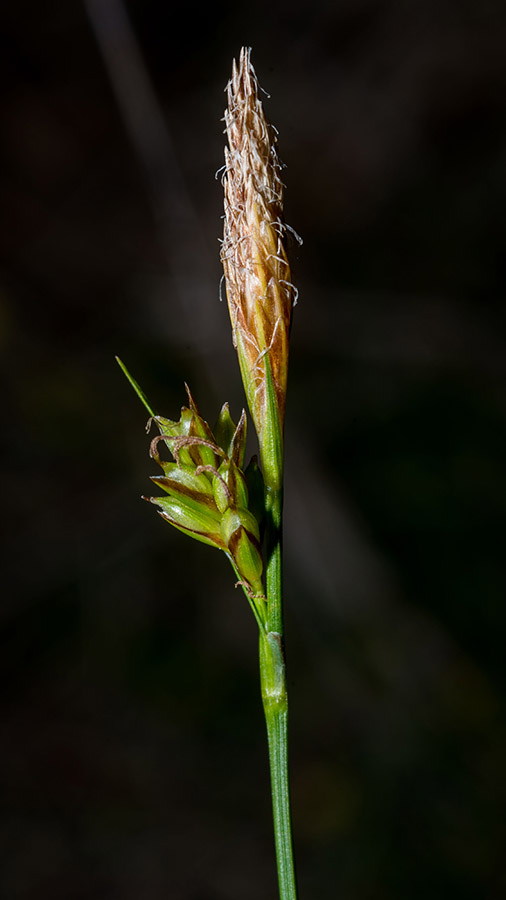 Carex 1.jpg