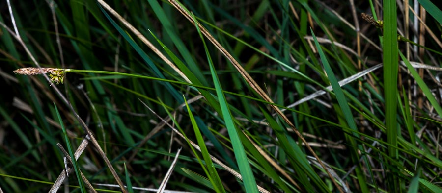 Carex 4.jpg