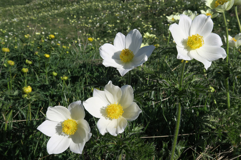 Anemone alpina (Pulstilla alpina) 1.jpg