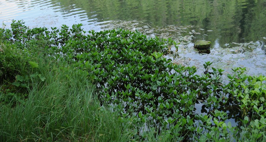 Menyanthes trifoliata L.7802.jpg