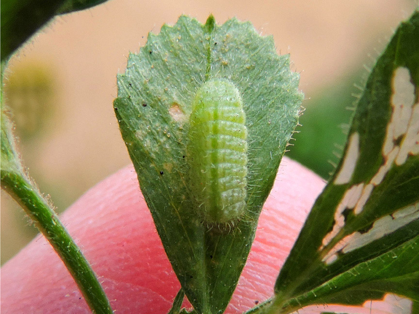 Polyommatus_icarus_larva (3).jpg