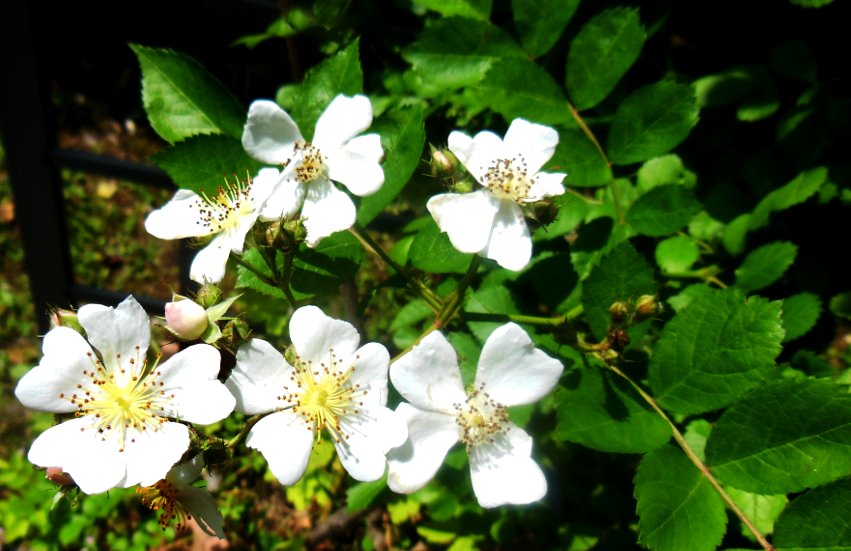 Rosa multiflora 9.jpg