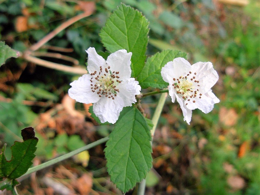 Rubus 19-10-17-  10.25.17 (3).jpg