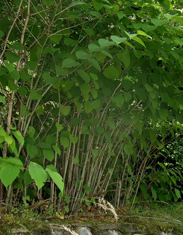 Reynoutria_japonica 3.jpg