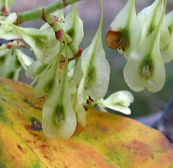 Reynoutria_japonica 14.jpg