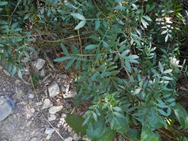 Pistacia lentiscus Monte Conero 29-5-2017 (265).jpg