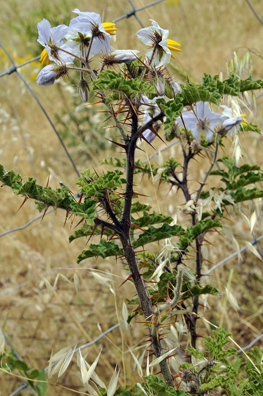 Solanum_sisymbrifolium 5.jpg