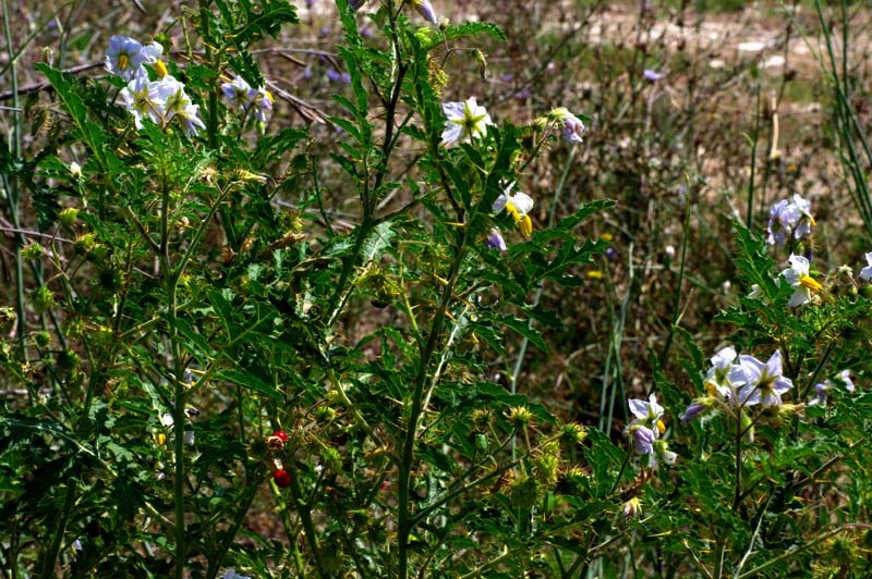 Solanum_sisymbrifolium 7.jpg