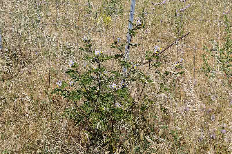 Solanum_sisymbrifolium (6).jpg