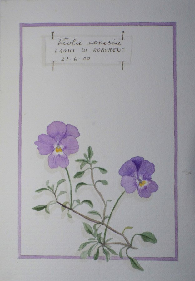 Viola cenisia= Laghi di Roburent (CN) 27-6-2000.JPG