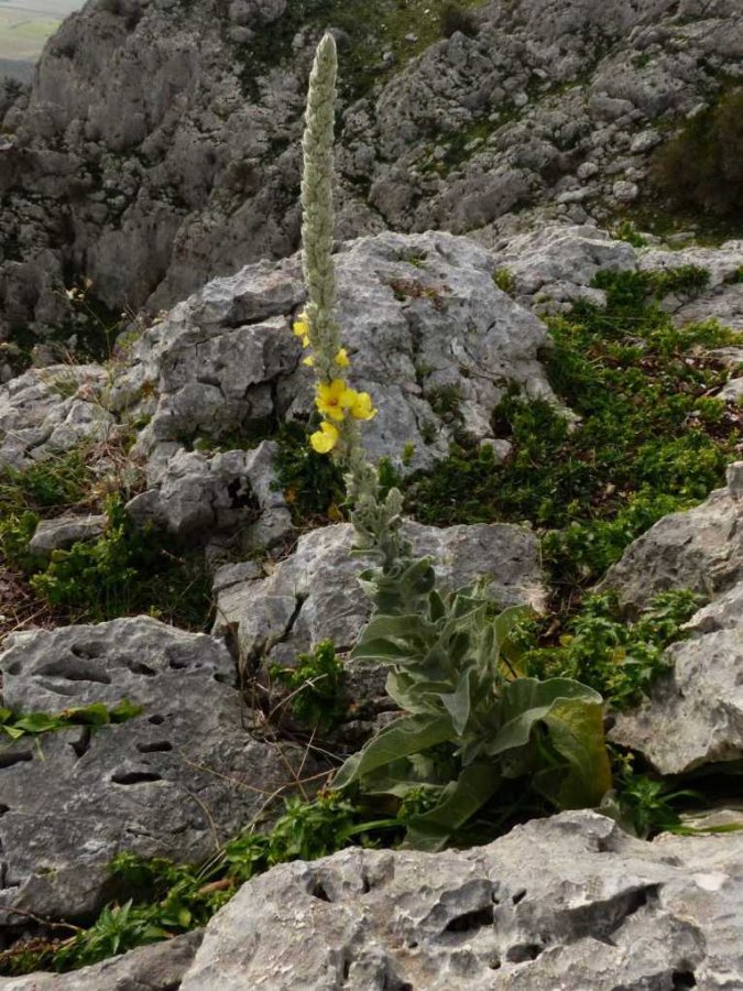 33Verbascum thapsus L..jpg