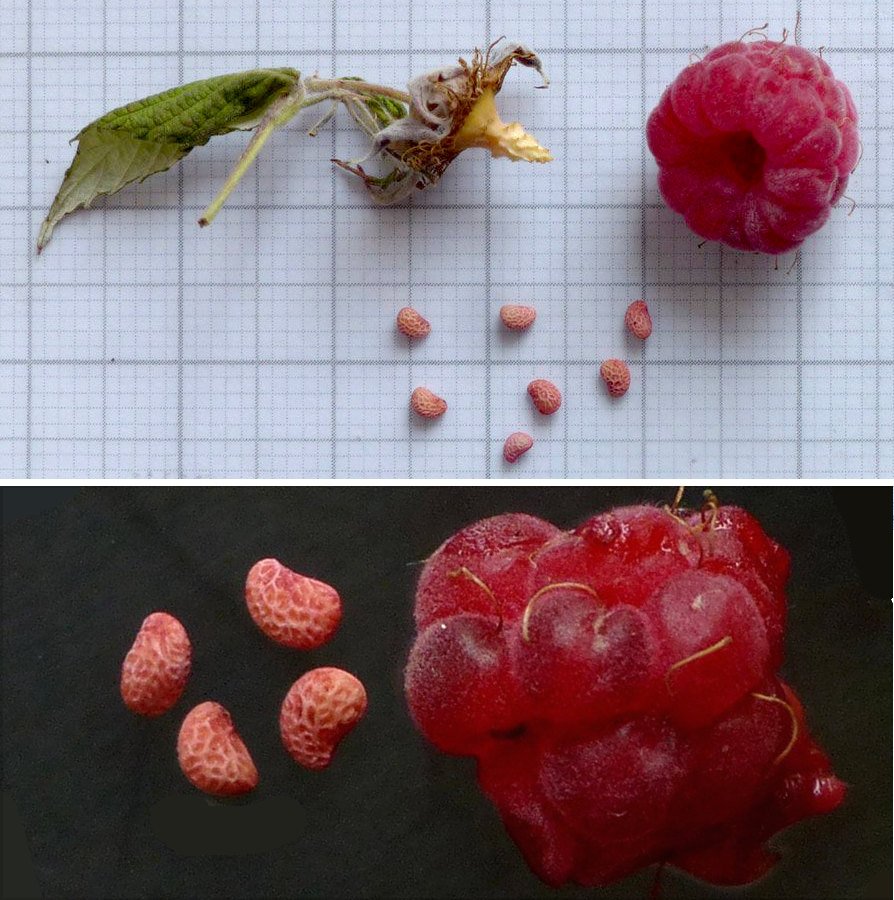 Rubus_idaeus_Giacomo_Bellone.jpg