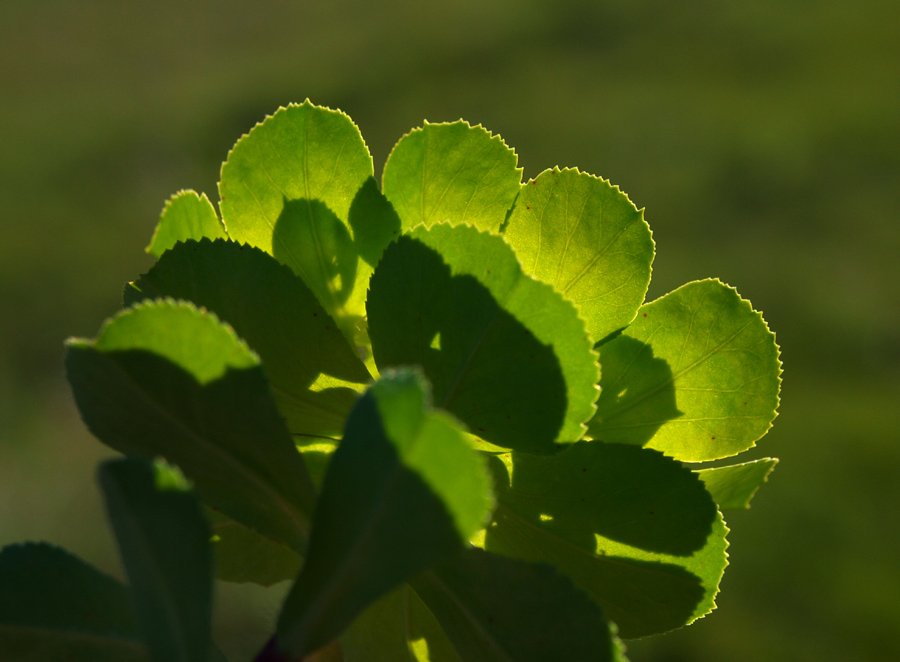 Euphorbia-helioscopia(6).jpg