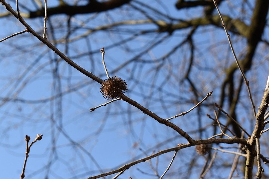 Quercus robur 2.jpg