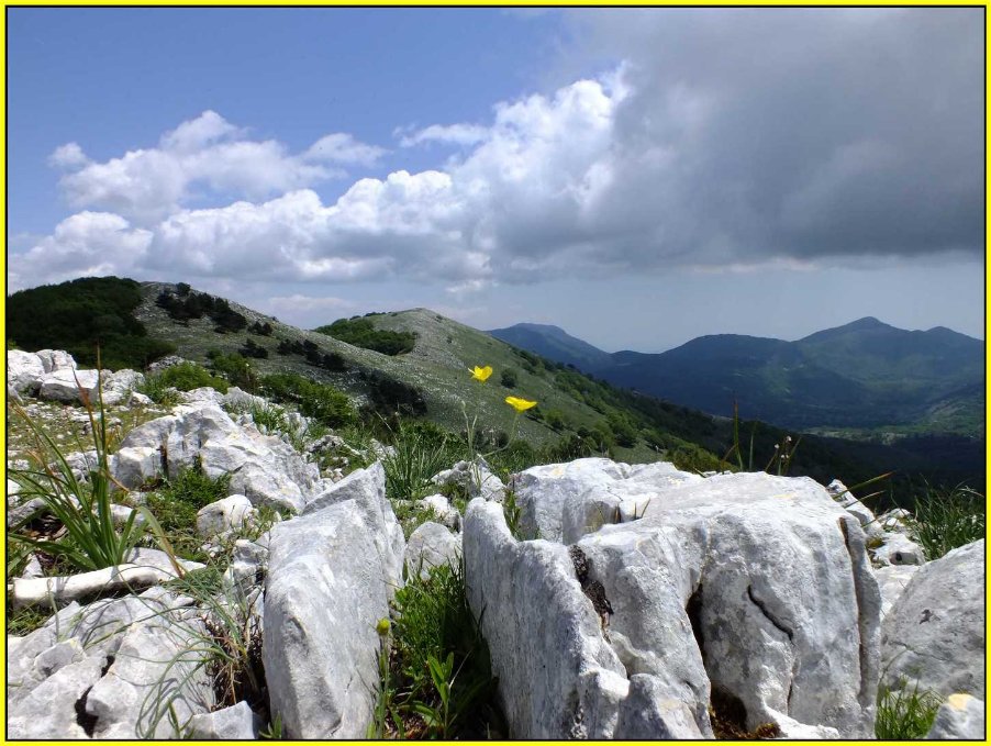 Monte Faggeto Ranunculus illyricus.jpg