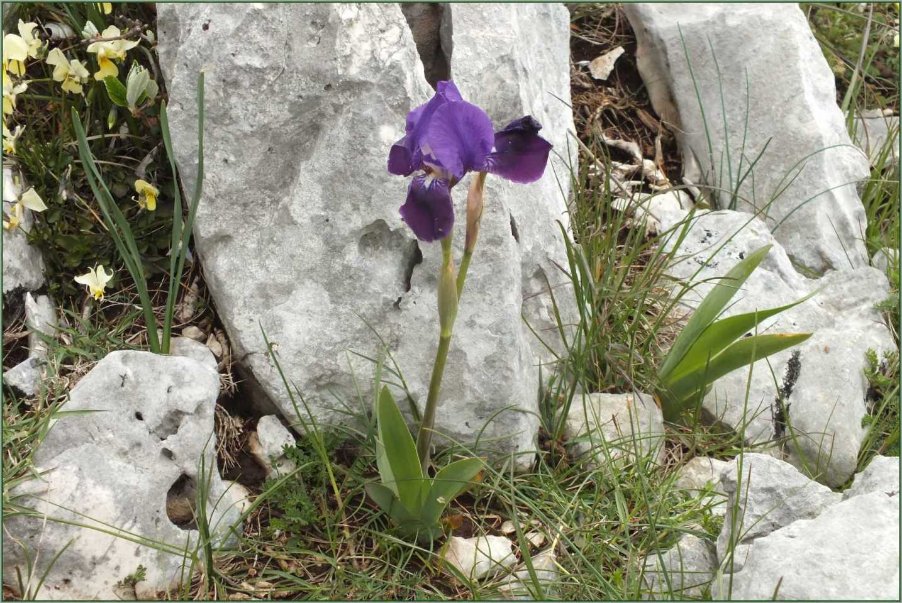 Iris sabinaN.Terracc..jpg