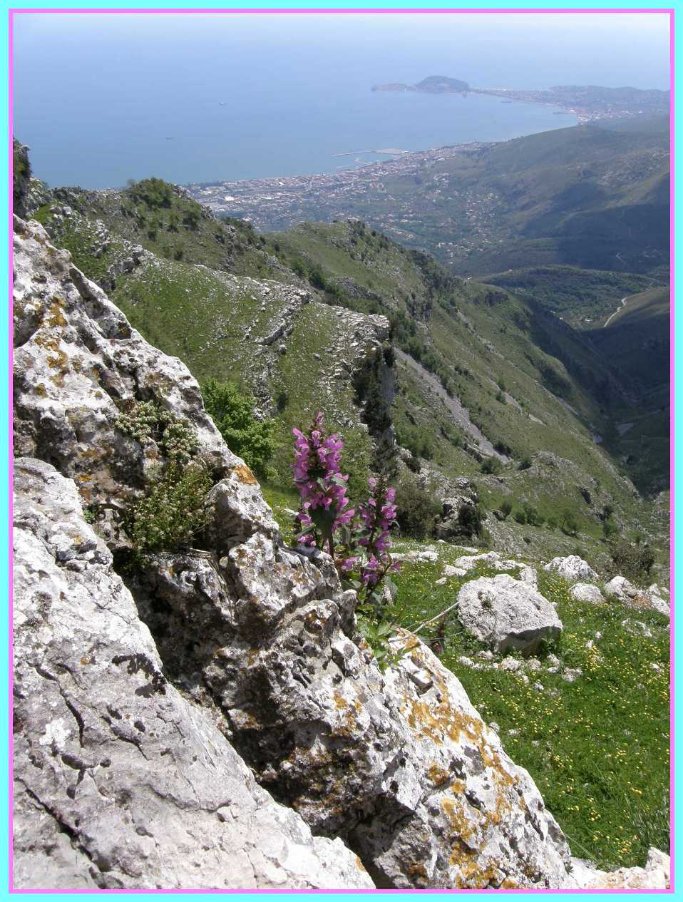 panorama dal Monte Redentore con Lamium.jpg