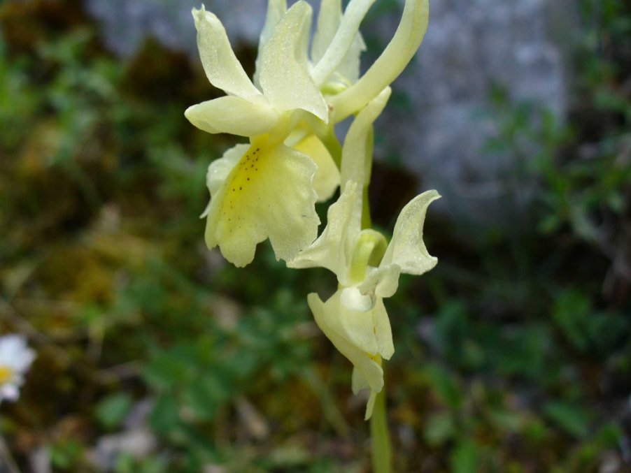 Orchis pauciflora Ten..jpg