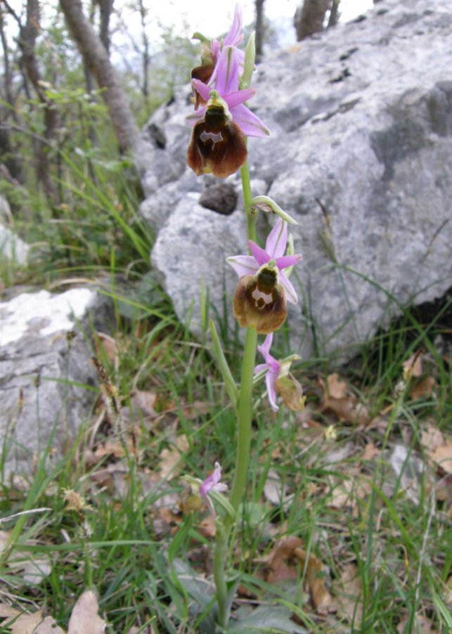 Ophrys argolica subsp. crabronifera (Sebast. & Mauri) Faurh..JPG