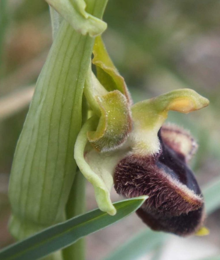 Ophrys promontorii O. et E. Danesch i.jpg