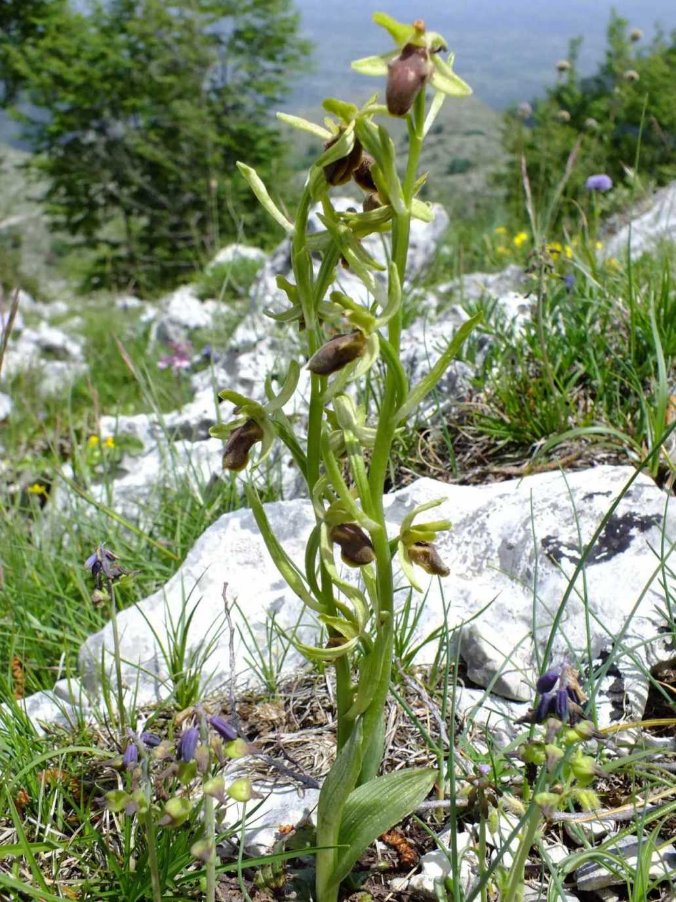 Ophrys sp..jpg