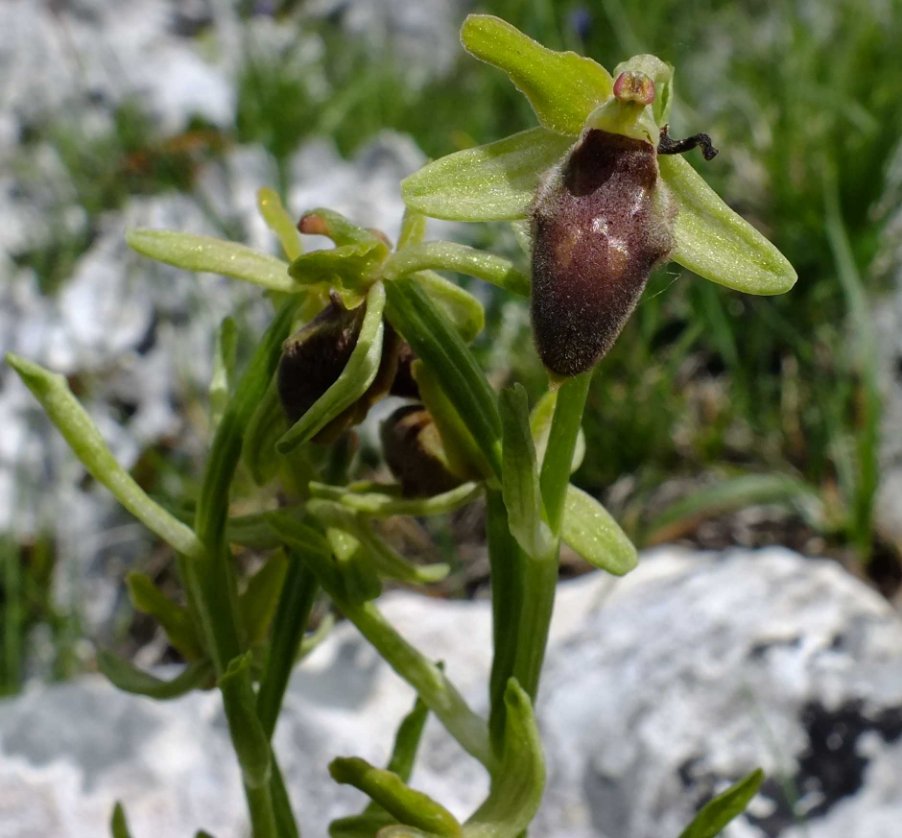 Ophrys promontorii O. et E. Danesch1.jpg