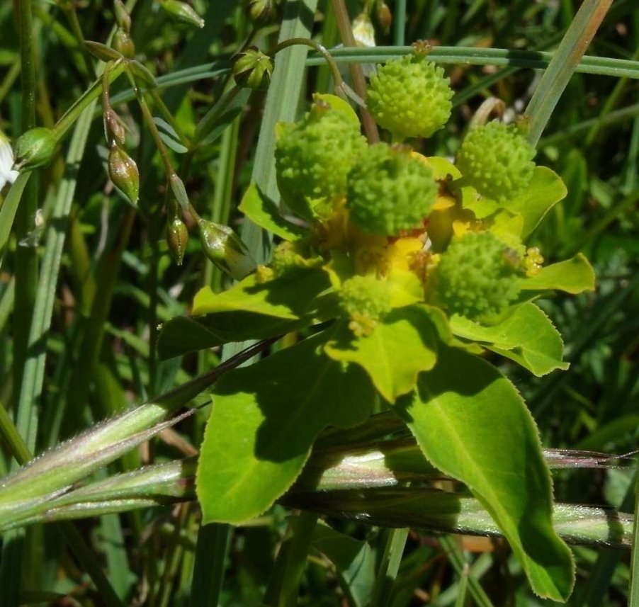 Euphorbia brittingeri Opiz ex Samp..JPG