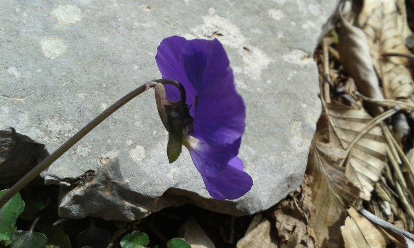 Viola pseudogracilis Strobl (c).jpg