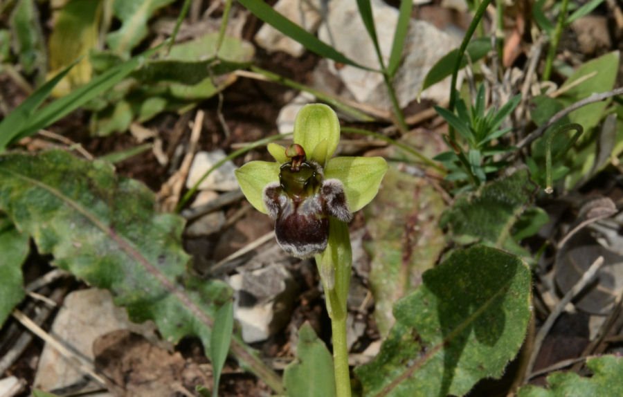 xRaduno 042a Ophrys bombyliflora 20180413m057.jpg