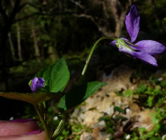 viola reichenbachiana (640x541).jpg