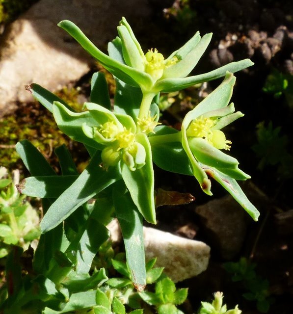 Euphorbia exigua L. (597x640).jpg
