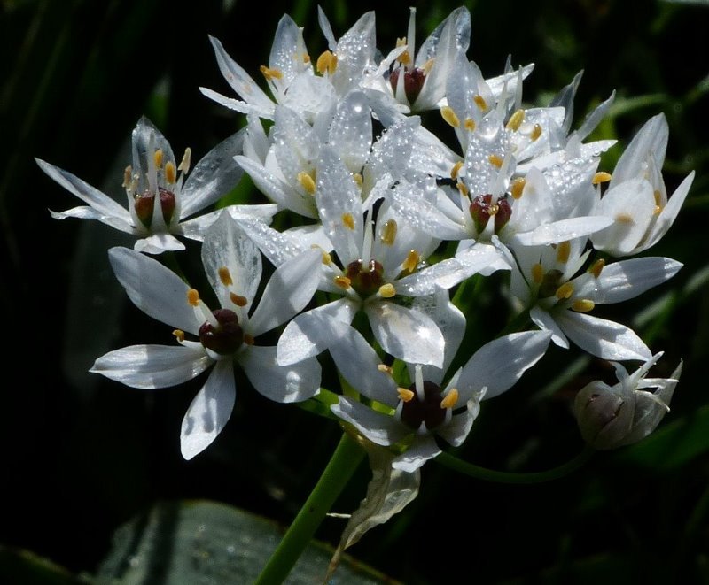 Allium subhirsutum L. (800x661).jpg