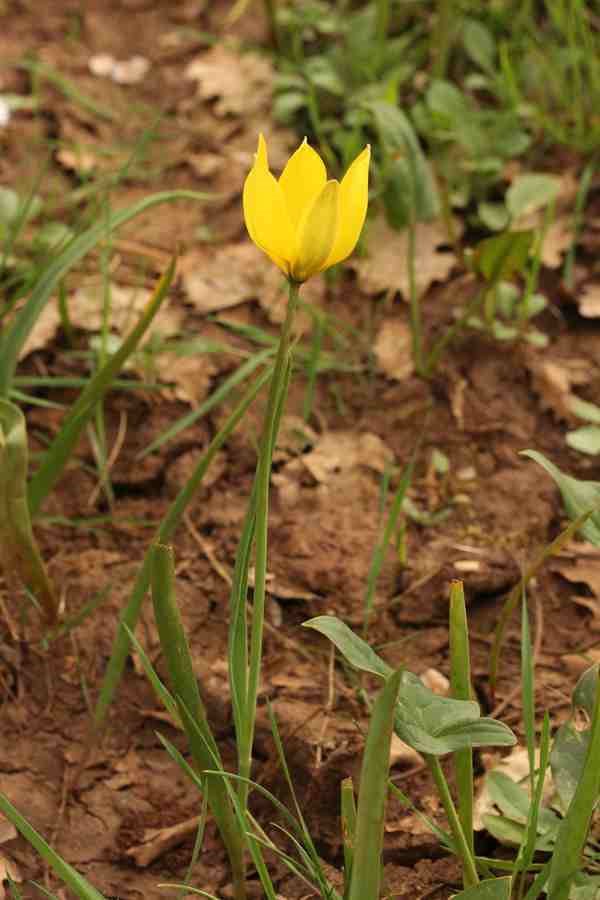 Tulipa sylvestris   (8).JPG