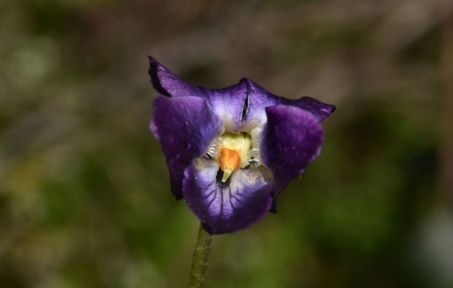 xRaduno 053e Viola odorata 20180414m044.jpg