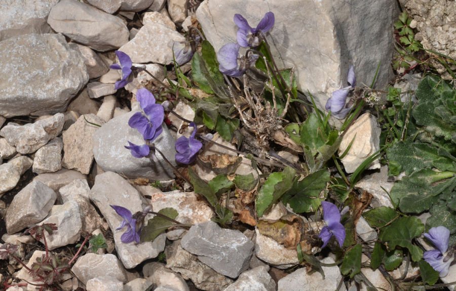 xRaduno 064a Viola alba dehnhardtii 20180414m046.jpg