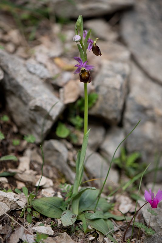 Ophrys-argolica-crabronifera-pianta.jpg