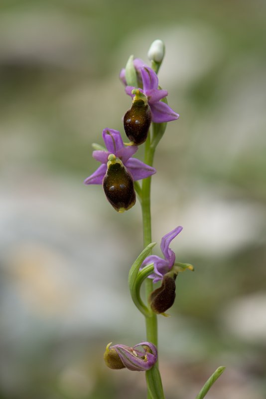 Ophrys-argolica-crabronifera-fiori2.jpg