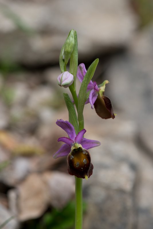 Ophrys-argolica-crabronifera-fiori.jpg