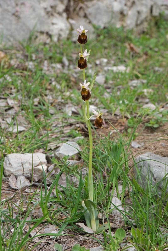 Ophrys-argolica-crabronifera-pianta2.jpg