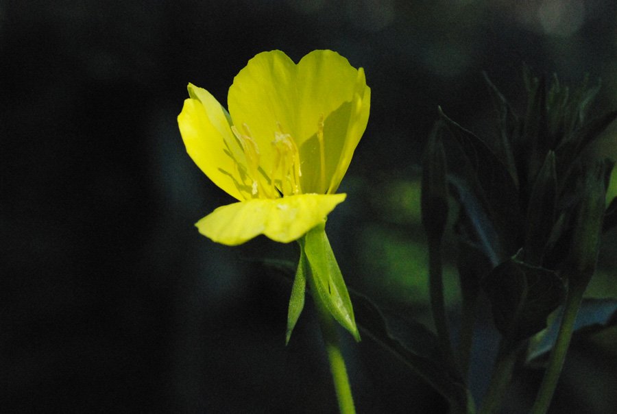 Oenothera-biennis2.jpg