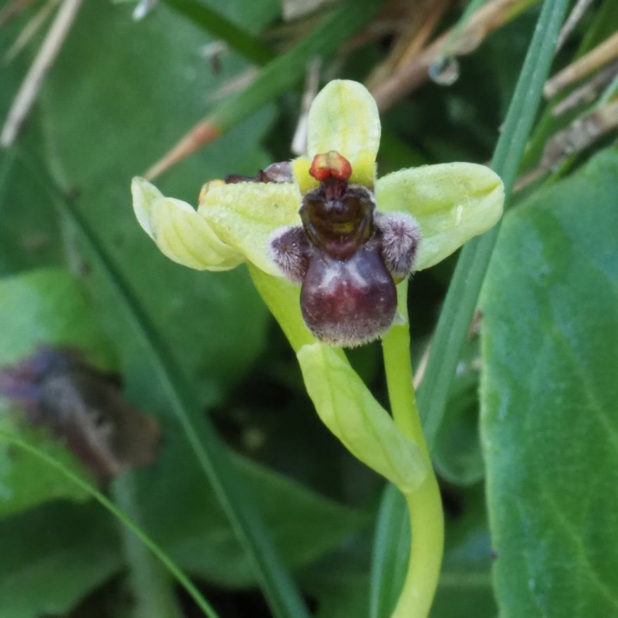 m.aurunci-1-gianola-ophrys-bombiliflora-(6).jpg