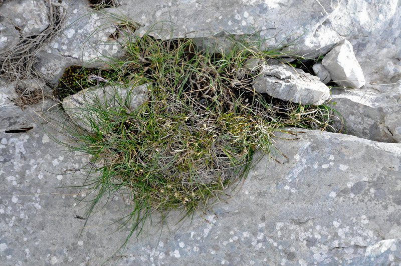 Carex-humilis.jpg