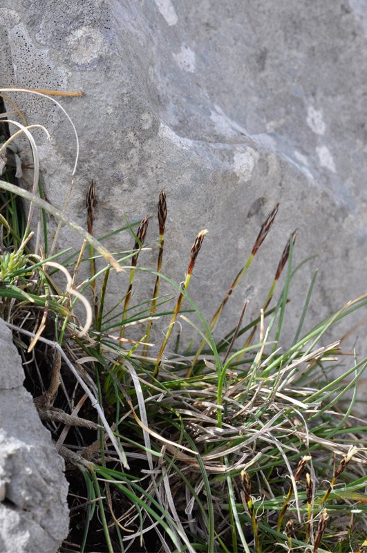 Carex-humilis-ambiente.jpg