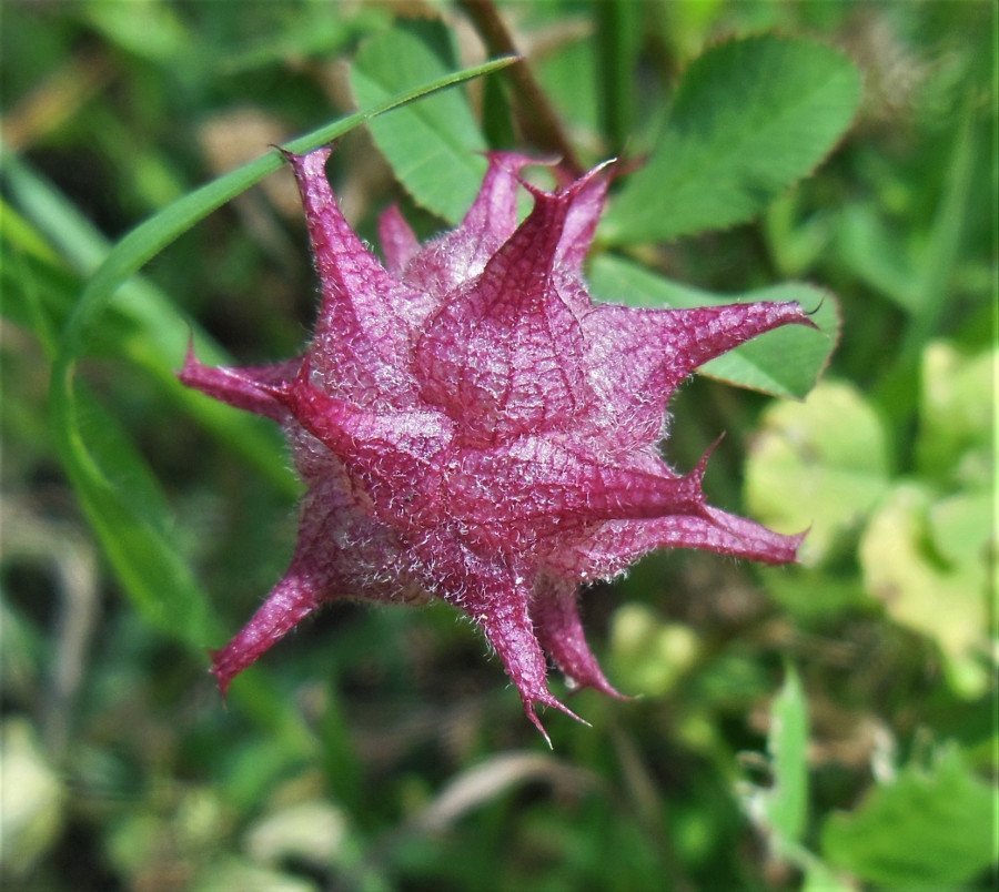 Trifolium%20resupinatum.JPG
