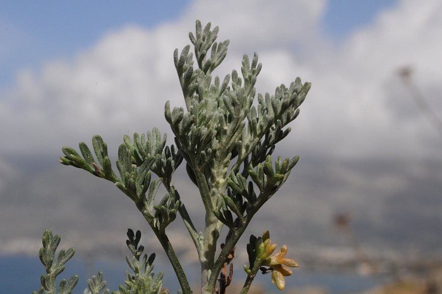 Artemisia caerulescens caerulescens_5173.jpg