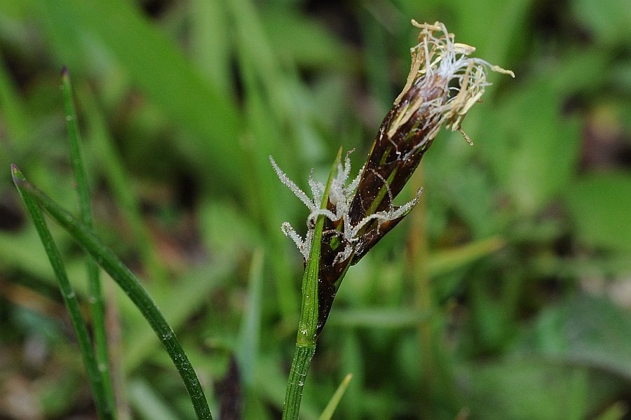 Carex caryophyllea_5405.jpg