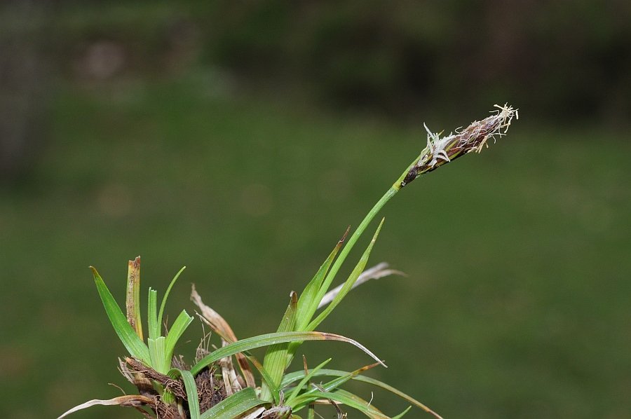 Carex caryophyllea_5408.jpg