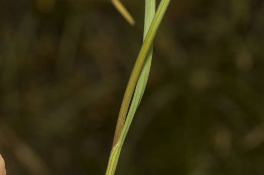 Allium1_DSC0085copia (FILEminimizer).JPG